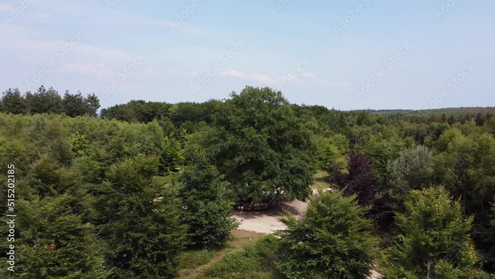 Aerial of a Lonely Oak Tree in the Utrechtse Heuvelrug near Amerongen, Leersum, Elst in the province of Utrecht. Landscape architecture in the shape of a cake Aerial of a Lonely Oak Tree in the Utrechtse Heuvelrug near Amerongen, Leersum, Elst in the province of Utrecht. Landscape architecture in the shape of a cake