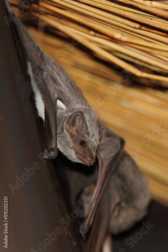 Mauritius-Grabfledermaus / Mauritian tomb bat / Taphozous mauritianus photo