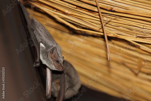 Mauritius-Grabfledermaus / Mauritian tomb bat / Taphozous mauritianus photo