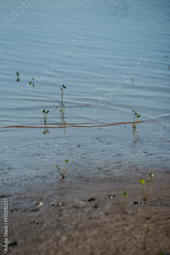 Plants sprouting from under water