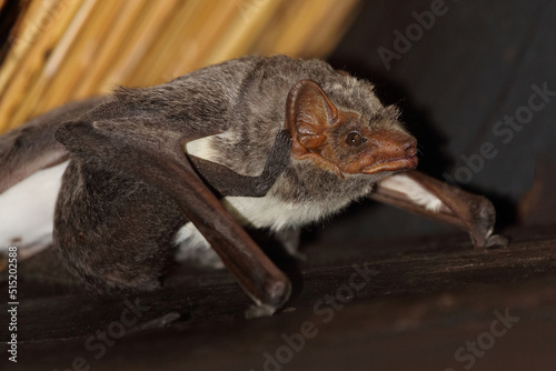 Mauritius-Grabfledermaus   Mauritian tomb bat   Taphozous mauritianus