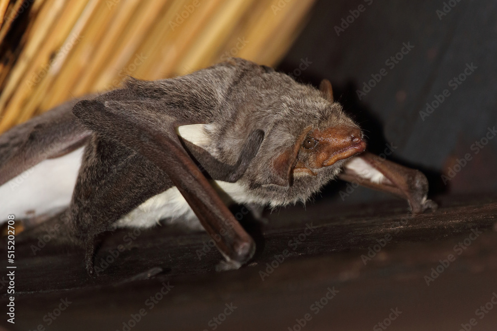 Obraz premium Mauritius-Grabfledermaus / Mauritian tomb bat / Taphozous mauritianus
