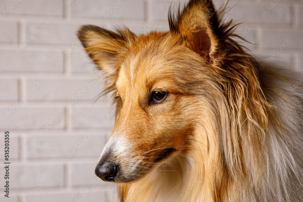 Naklejka premium Close-up of Sheltie shetland sheepdog studio portrait.