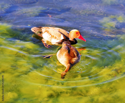 ducks on the lake of Bolsena near marta lazio italy photo