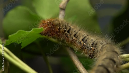 Lasiocampa Quercus Caterpillar, Oak Eggar Moth Eating The Leaf Of Plant. - macro photo