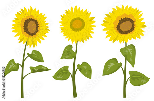 Cute summer sunflowers with leaves. Vector illustration. Isolated on white background. Design for banner, wallpaper.