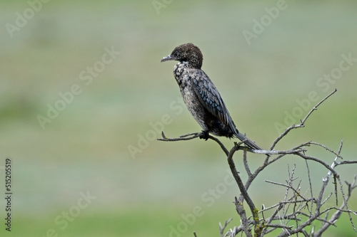 Pygmy cormorant // Zwergscharbe (Microcarbo pygmeus) - Axios Delta, Greece