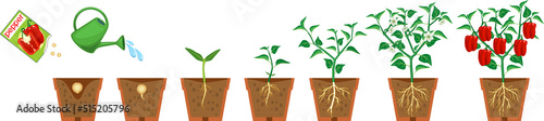 Life cycle of pepper plant. Growth stages from seeding to flowering and fruiting plant with root system in flower pot isolated on white background