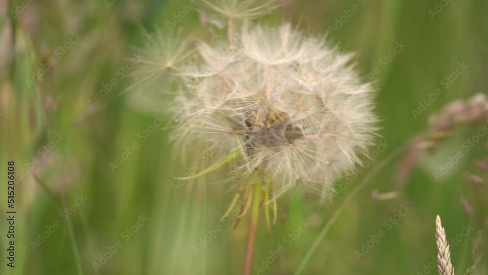 Salsify Flower Being Blown Away By The Wind In The Meadow During Summer. Slow Motion Salsify Flower Being Blown Away By The Wind In The Meadow During Summer. Slow Motion