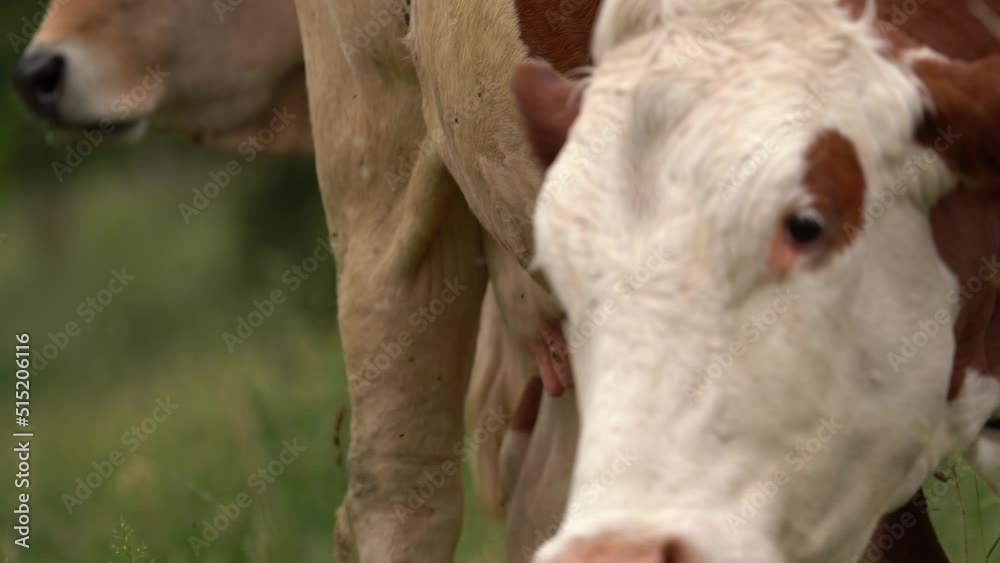 Dairy Cow With Flies Standing In The Rural Livestock Field. - close up Dairy Cow With Flies Standing In The Rural Livestock Field. - close up