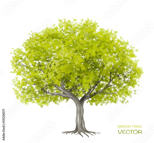 Vector watercolor of tree side view isolated on white background for landscape  and architecture drawing  elements for environment and garden botanical for section 