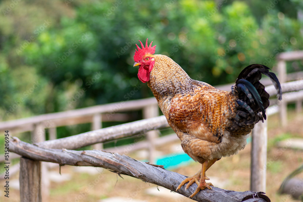Rooster or cock is a term for an adult male bird, and a younger male
