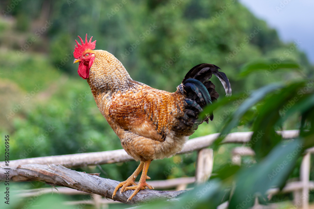 Rooster Or Cock Is A Term For An Adult Male Bird And A Younger Male rooster-or-cock-is-a-term-for-an-adult-male-bird-and-a-younger-male