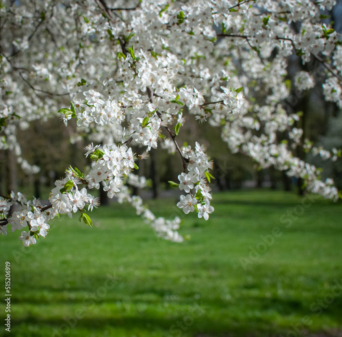 Blossom of Mirabelle plum tree, spring, green grass