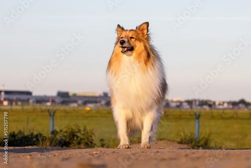 Adult sable sheltie shetland sheepdog outdoor.