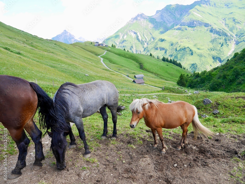 Horses on meadow, ancient Walser village Buerstegg in the Austrian Alps in the background. Lech am Arlberg, Vorarlberg, Austria.