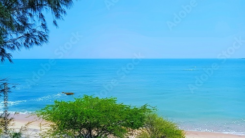 trees on the beach