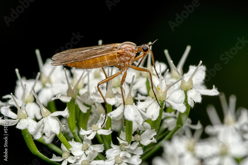Obraz na plátně Yellow dance fly of the family Empididae resting on delicate white flower agains