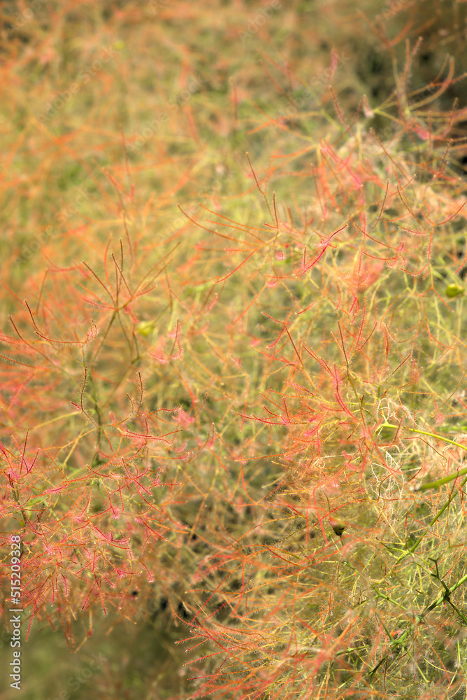 hairy flowers of a wig tree hairy flowers of a wig tree