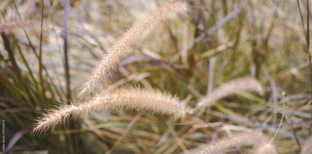 Yellow reed field with bright natural background during sunset. Selective soft focus of dry grass blowing in the wind. Yellow reed field with bright natural background during sunset. Selective soft focus of dry grass blowing in the wind.