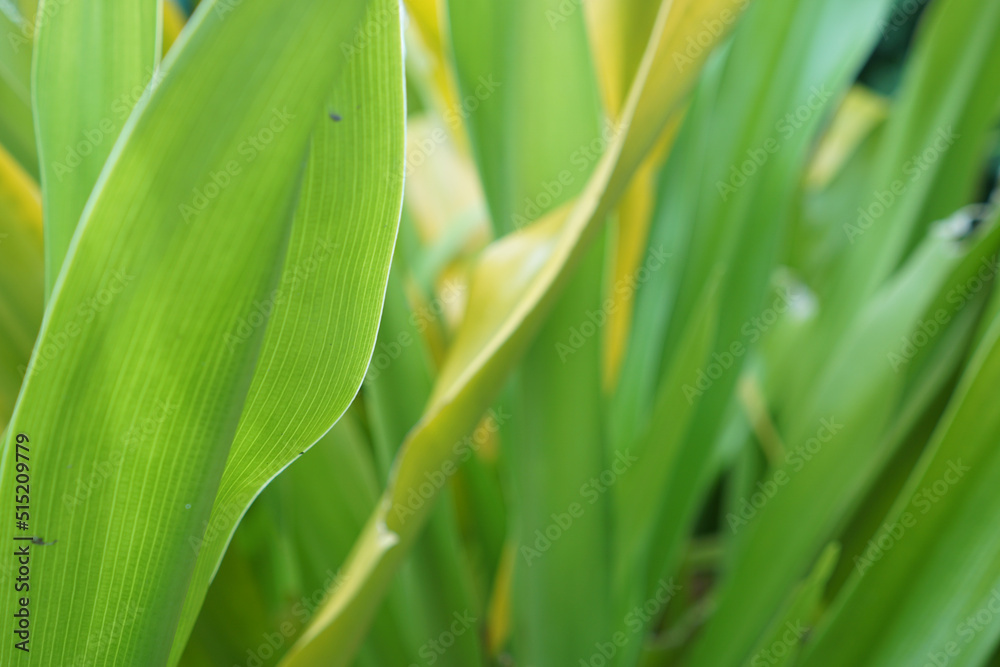 Green leaf background. green and yellow leaf. nature green background Green leaf background. green and yellow leaf. nature green background