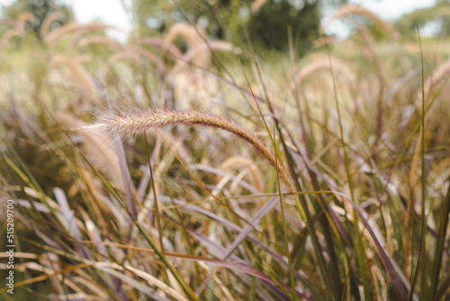 Yellow reed field with bright natural background during sunset. Selective soft focus of dry grass  blowing in the wind.