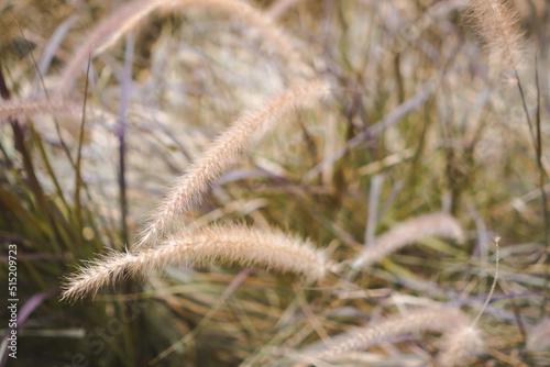 Yellow reed field with bright natural background during sunset. Selective soft focus of dry grass  blowing in the wind.
