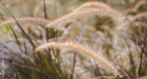 Yellow reed field with bright natural background during sunset. Selective soft focus of dry grass  blowing in the wind.