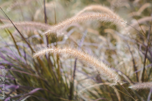Yellow reed field with bright natural background during sunset. Selective soft focus of dry grass  blowing in the wind.