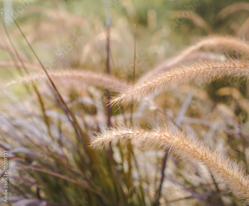 Yellow reed field with bright natural background during sunset. Selective soft focus of dry grass  blowing in the wind.