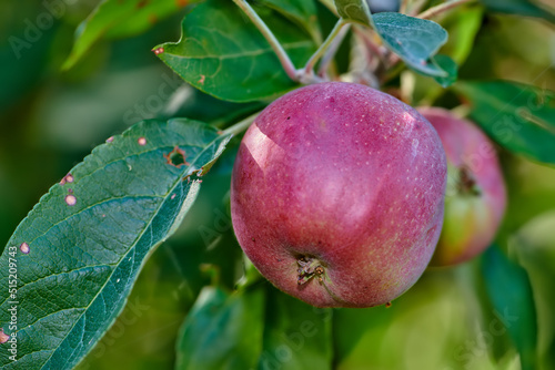 Closeup of red apples growing on a tree in an orchard outside. Healthy and nutritious fruit cultivated in a grove for harvest. Crisp and crunchy produce with a sweet taste growing in a garden