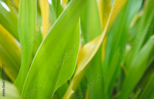 Green leaf background. green and yellow leaf. nature green background