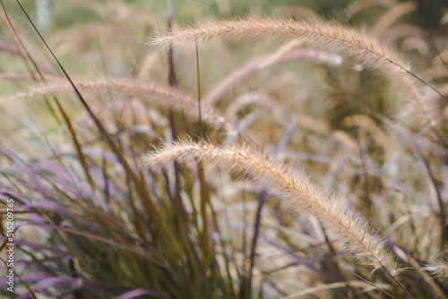 Yellow reed field with bright natural background during sunset. Selective soft focus of dry grass  blowing in the wind.