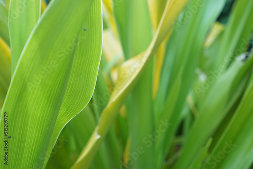 Green leaf background. green and yellow leaf. nature green background