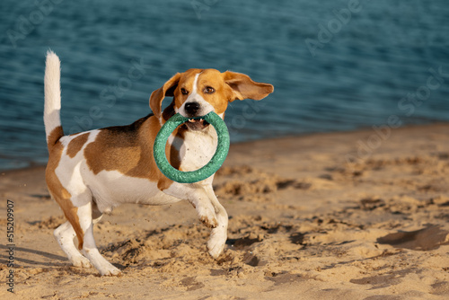 Dog with ring toy in mouth playing on beach