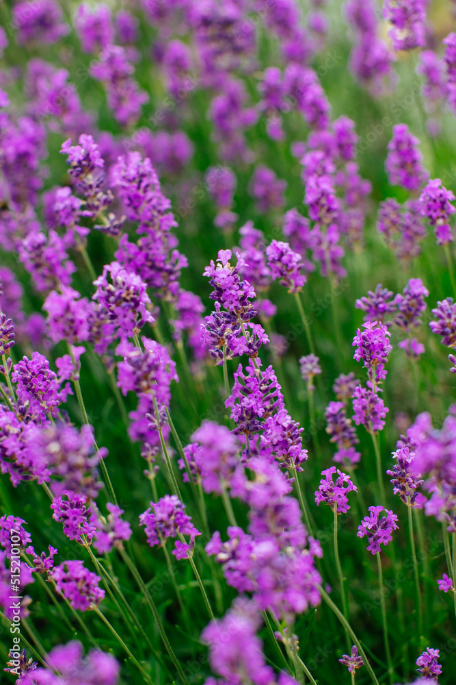 Closeup image of violet lavender flowers in the field Closeup image of violet lavender flowers in the field