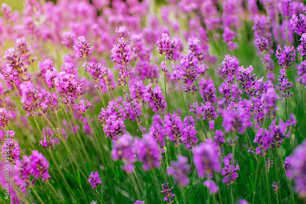 Closeup image of violet lavender flowers in the field Closeup image of violet lavender flowers in the field