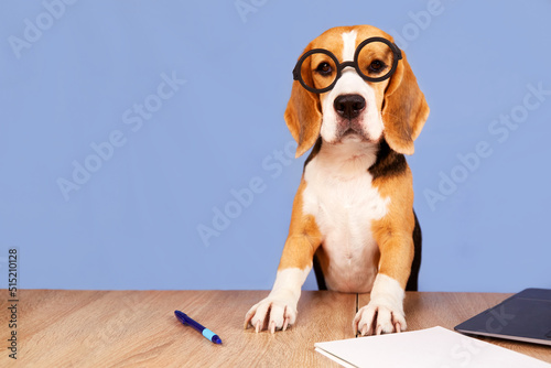 A beagle dog with round glasses is sitting at a desk. There is a notebook, pencils and an apple on the table. The concept of education, back to school.