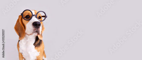 A beagle dog with round glasses on a gray isolated background. Banner. The concept of education, back to school.