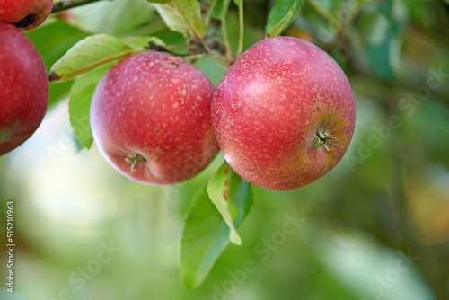 vibrant, healthy red apples growing on trees for harvest in a sustainable orchard outdoors on a sunny day. Juicy fresh and ripe produce growing seasonally and organically on a fruit plantation