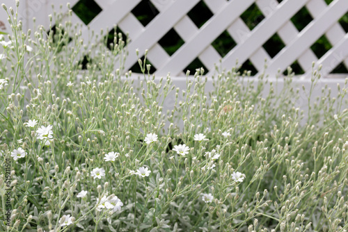 Cerastium tomentosum - herbaceous perennial with felty foliage and white flowers, often used as ground cover, grows near a white plastic fence. Flower garden in the backyard, gardening, landscaping photo