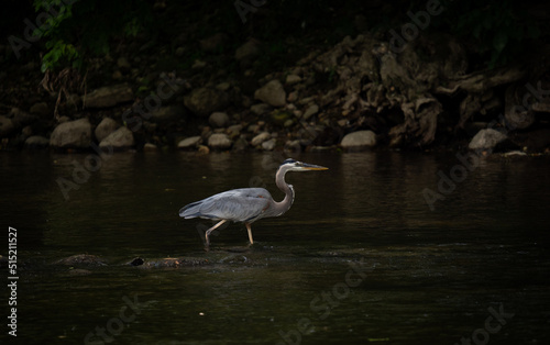 Great Blue Heron wading in river to fish