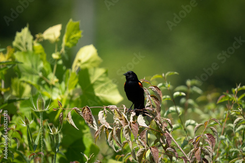 Red winged blackbird perched on bush at nature preserve