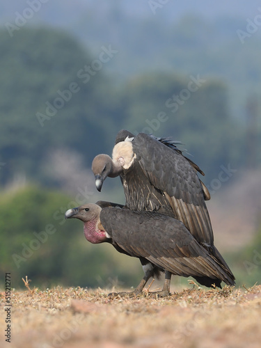 White-rumped or White-backed Vulture