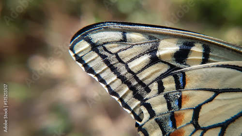 Macro close up of common yellow swallowtail butterfly wings photo