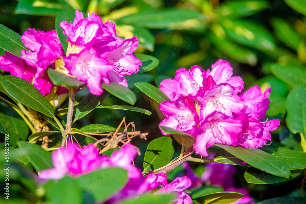 pink rhododendron blooms in the Botanical garden
