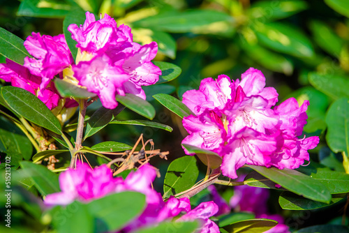 pink rhododendron blooms in the Botanical garden 