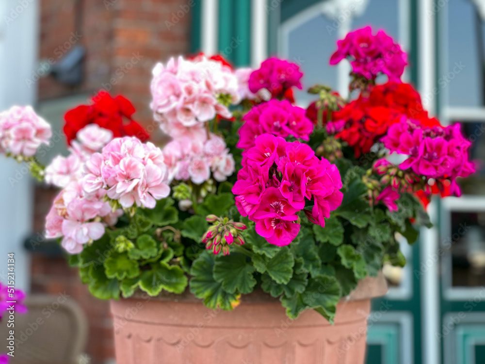 Fototapeta premium Vibrant pink and red blooming geranium flowers in decorative flower pot close up, floral wallpaper background with red and pink geranium Pelargonium