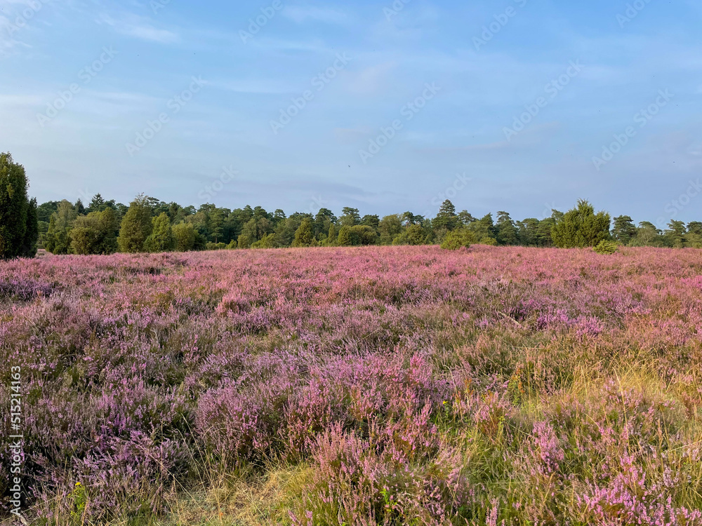 Stunning view of blooming heath with pink purple heather flowers in famous nature park Lueneburger Heide in North Germany Stunning view of blooming heath with pink purple heather flowers in famous nature park Lueneburger Heide in North Germany