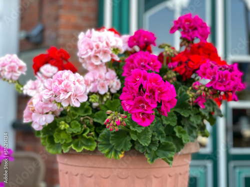 Vibrant pink and red blooming geranium flowers in decorative flower pot close up  floral wallpaper background with red and pink geranium Pelargonium